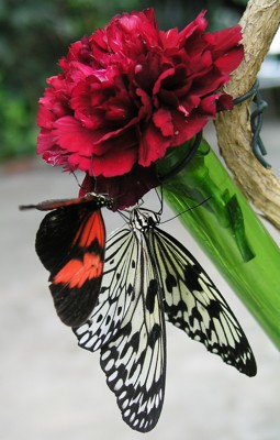 Image Image