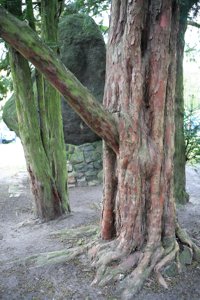 Image Image