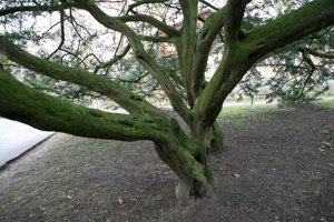 Image Image