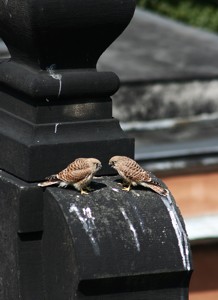 Image Image