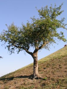 Image Image