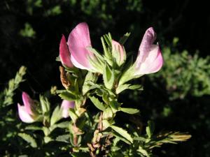 Image Image