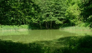 Image Image